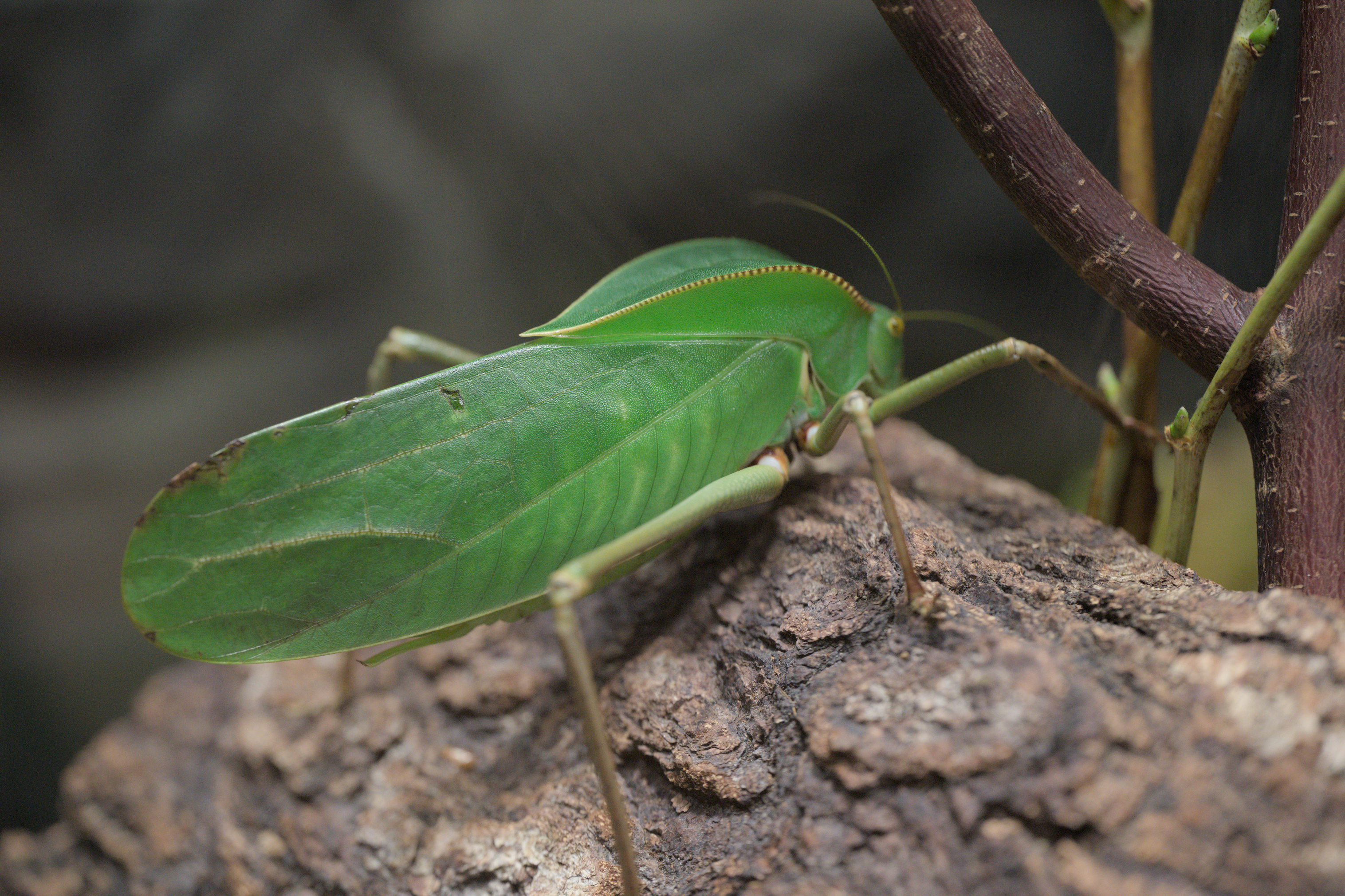 2025/10/12 - zoo/DSC_0217.jpg